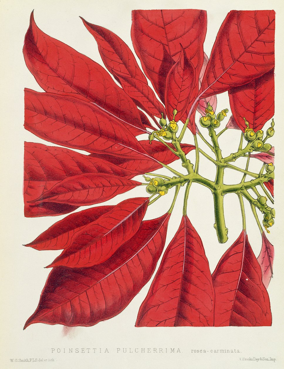 Poinsettia Pulcherrima door W.G. Smith