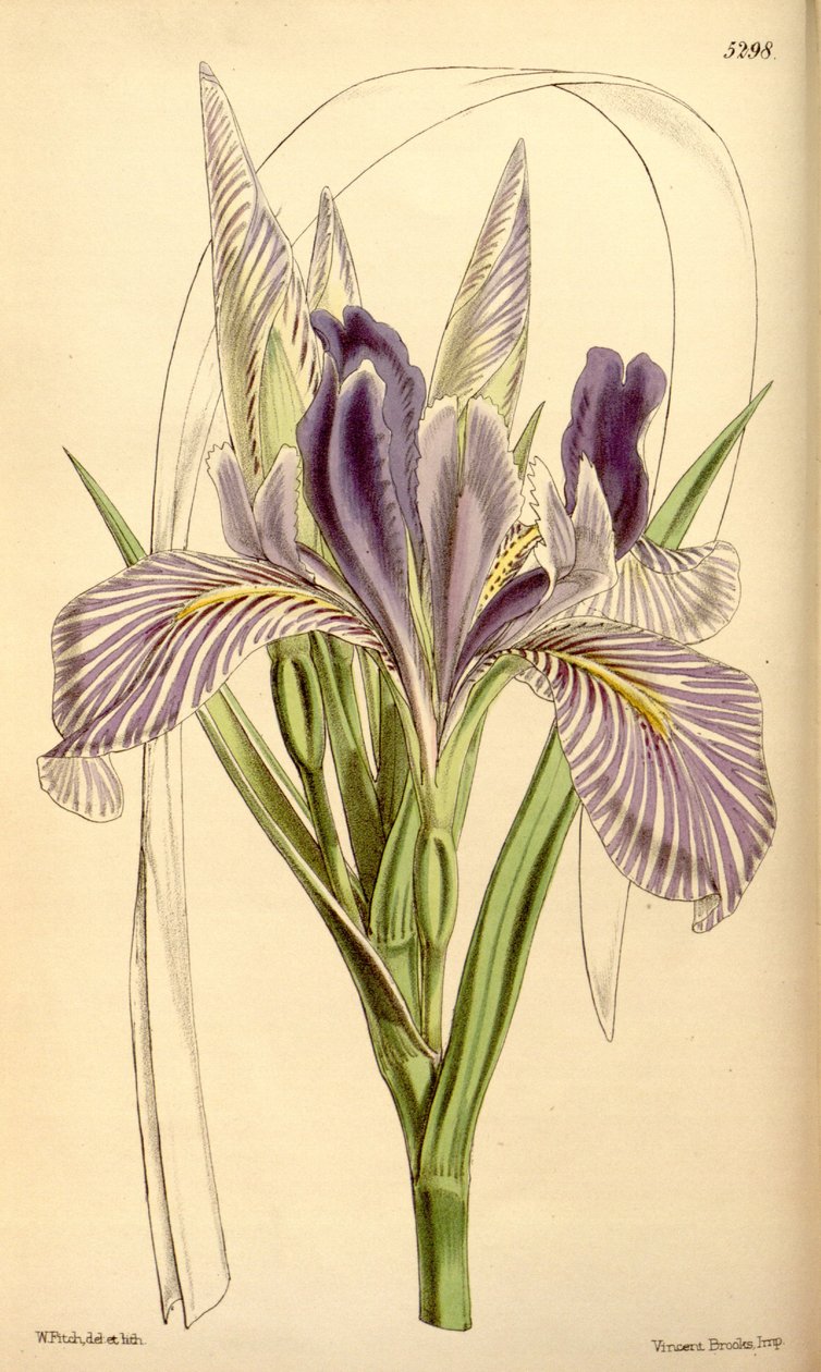 Iris longipetala door W.J.Hooker