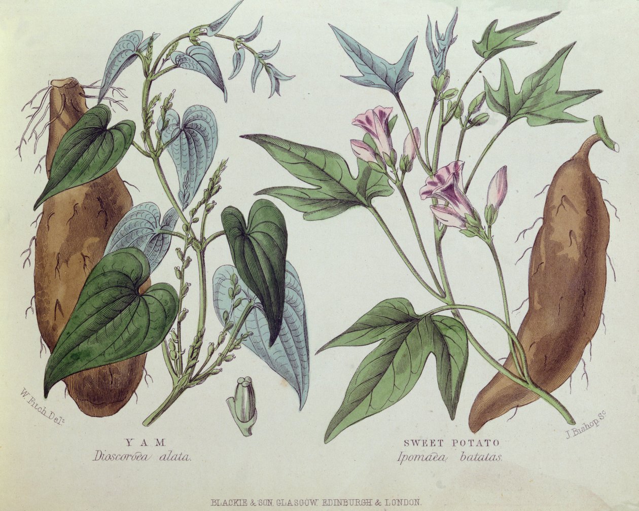 Yam en zoete aardappel door W. Fitch