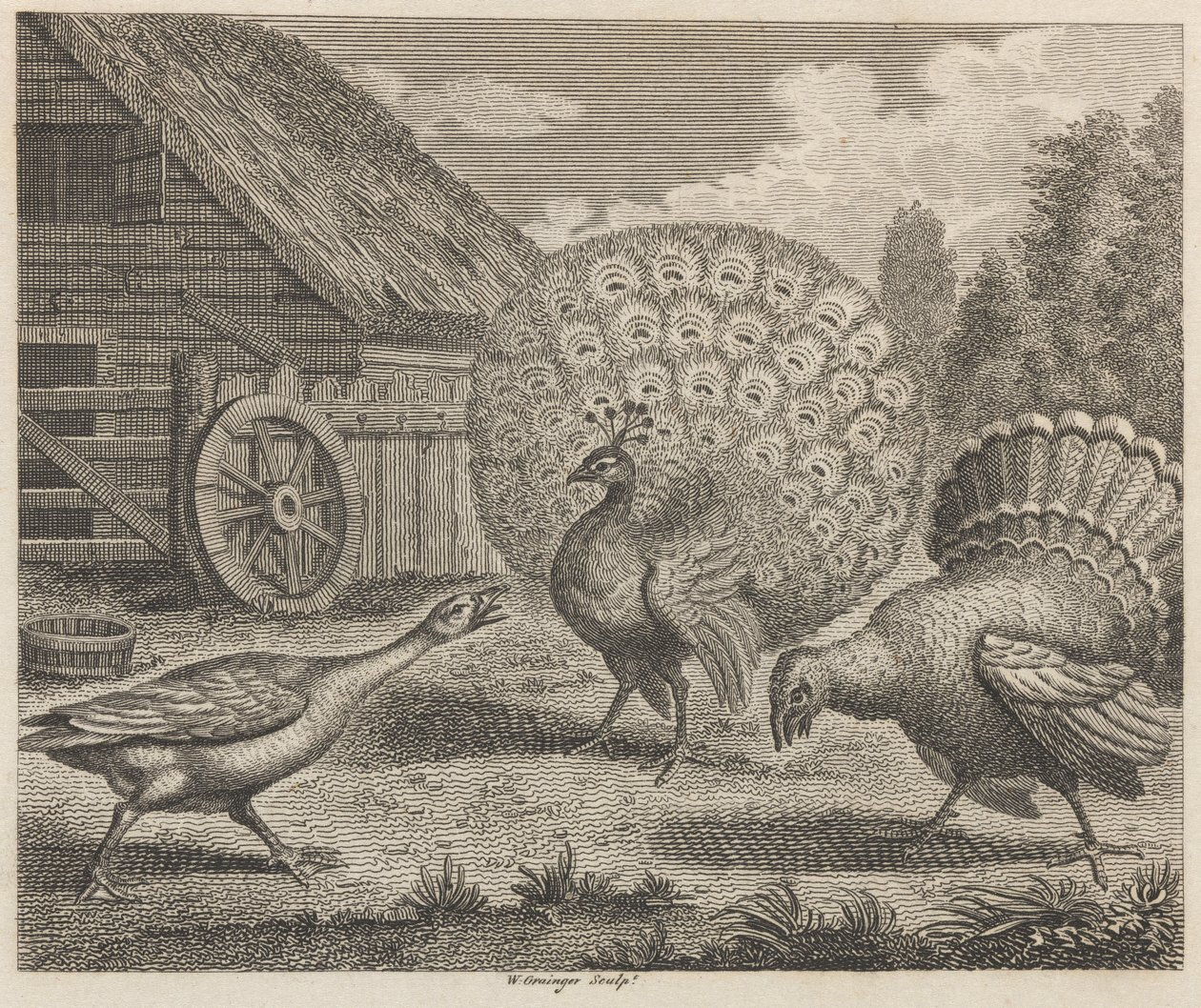 De pauw, de kalkoen en de gans door W. Grainger