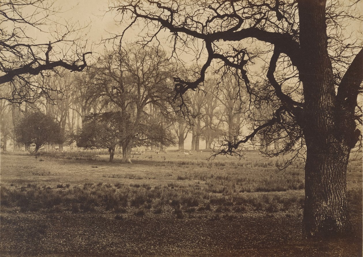 Windsor Park, herten voeren, 1850s door W. H. Nicholl