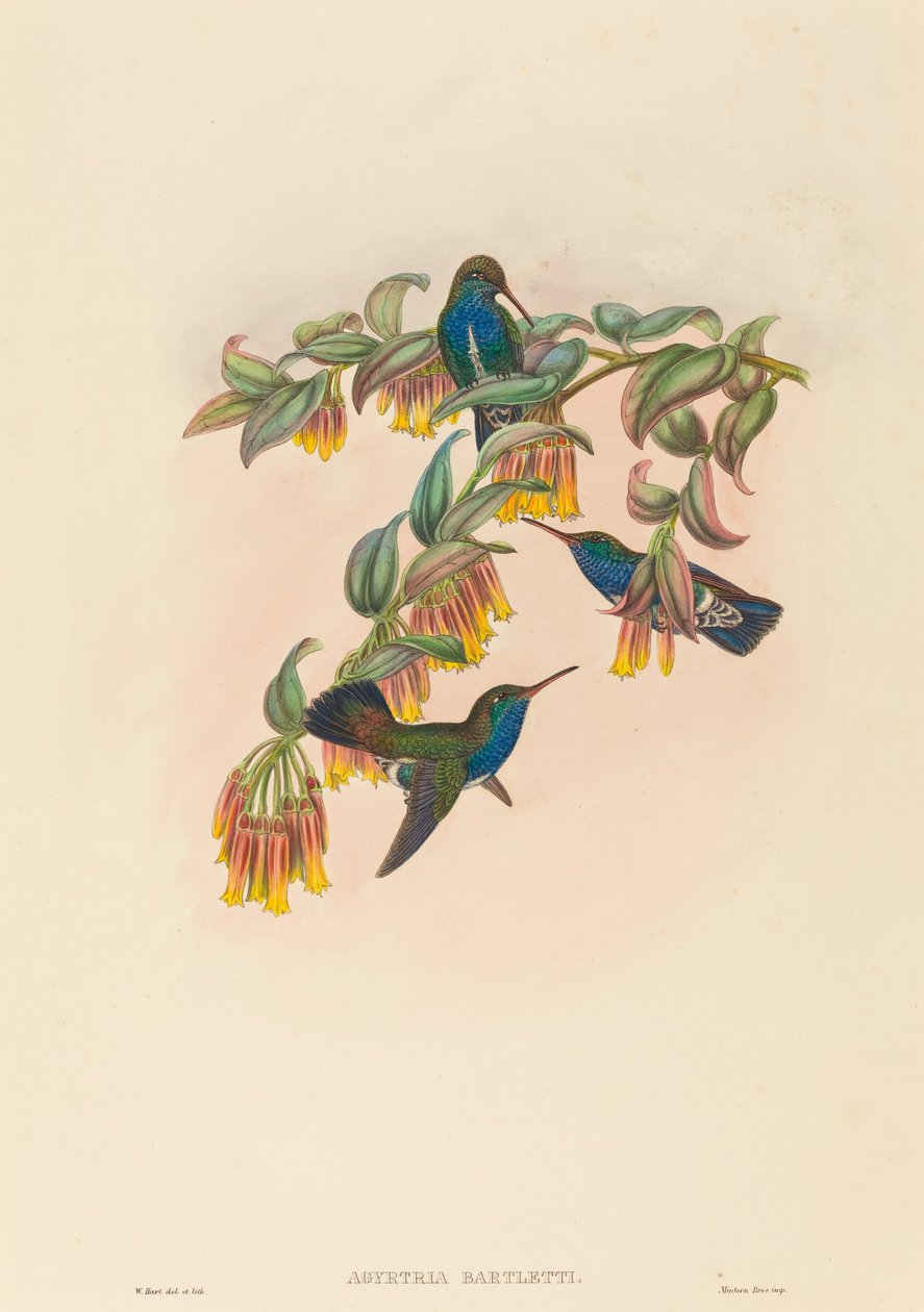 Agyrtria bartletti (Bartlett