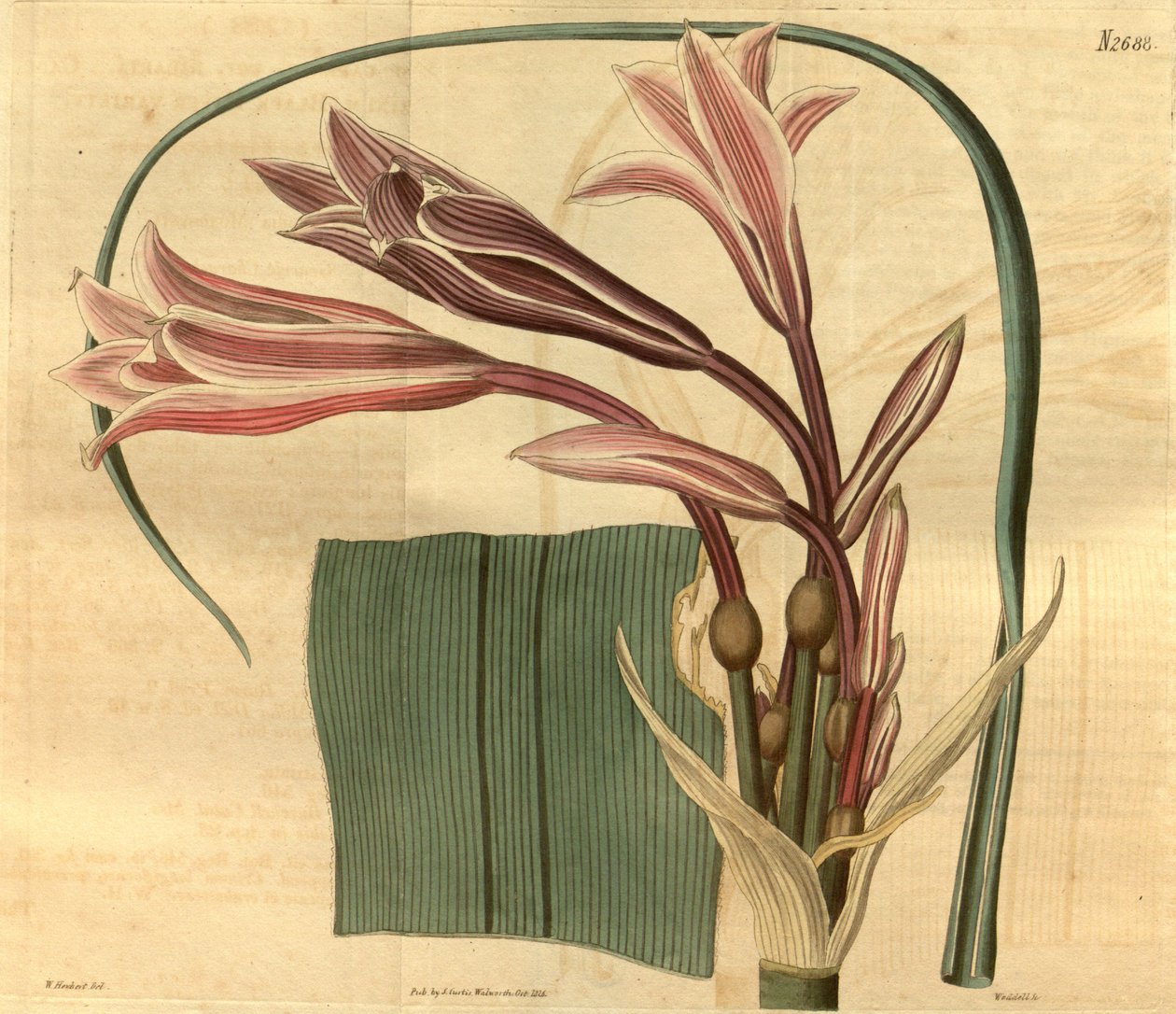 Crinum bulbispermum door W. Herbert