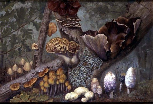 Paddenstoelen in het Bos door W. Neville