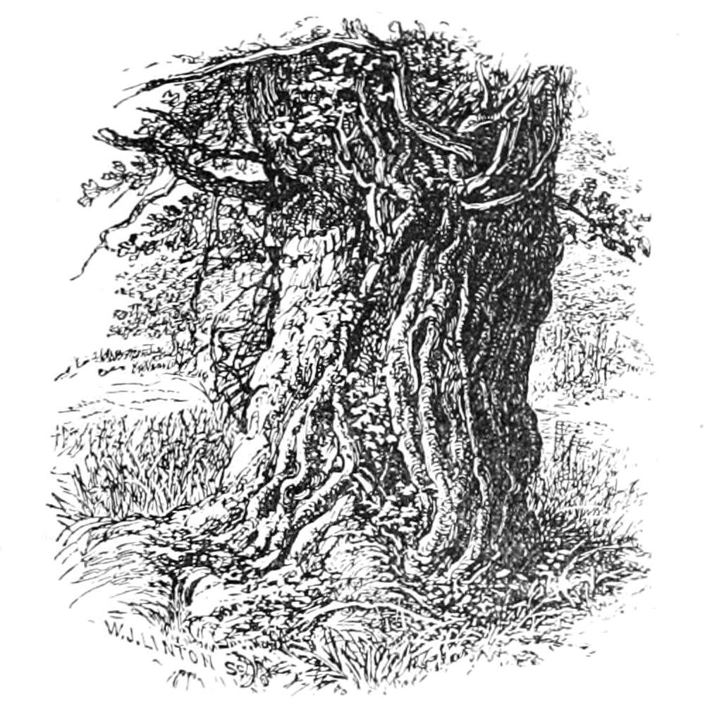 Oude Eik in Boldrewood door Walter Crane
