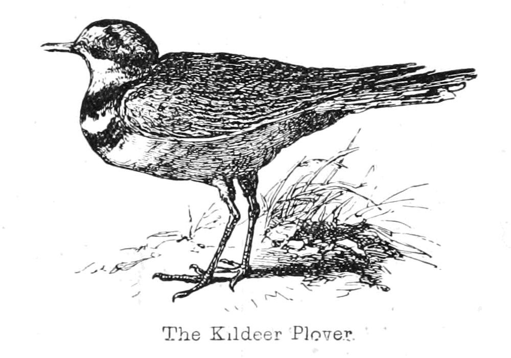De Kildeer Plevier door Walter Crane