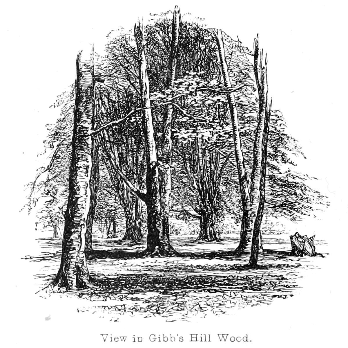 Uitzicht in Gibbs Hill Bos door Walter Crane
