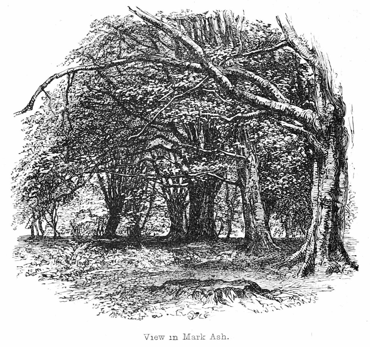 Uitzicht in Mark Ash Bos door Walter Crane