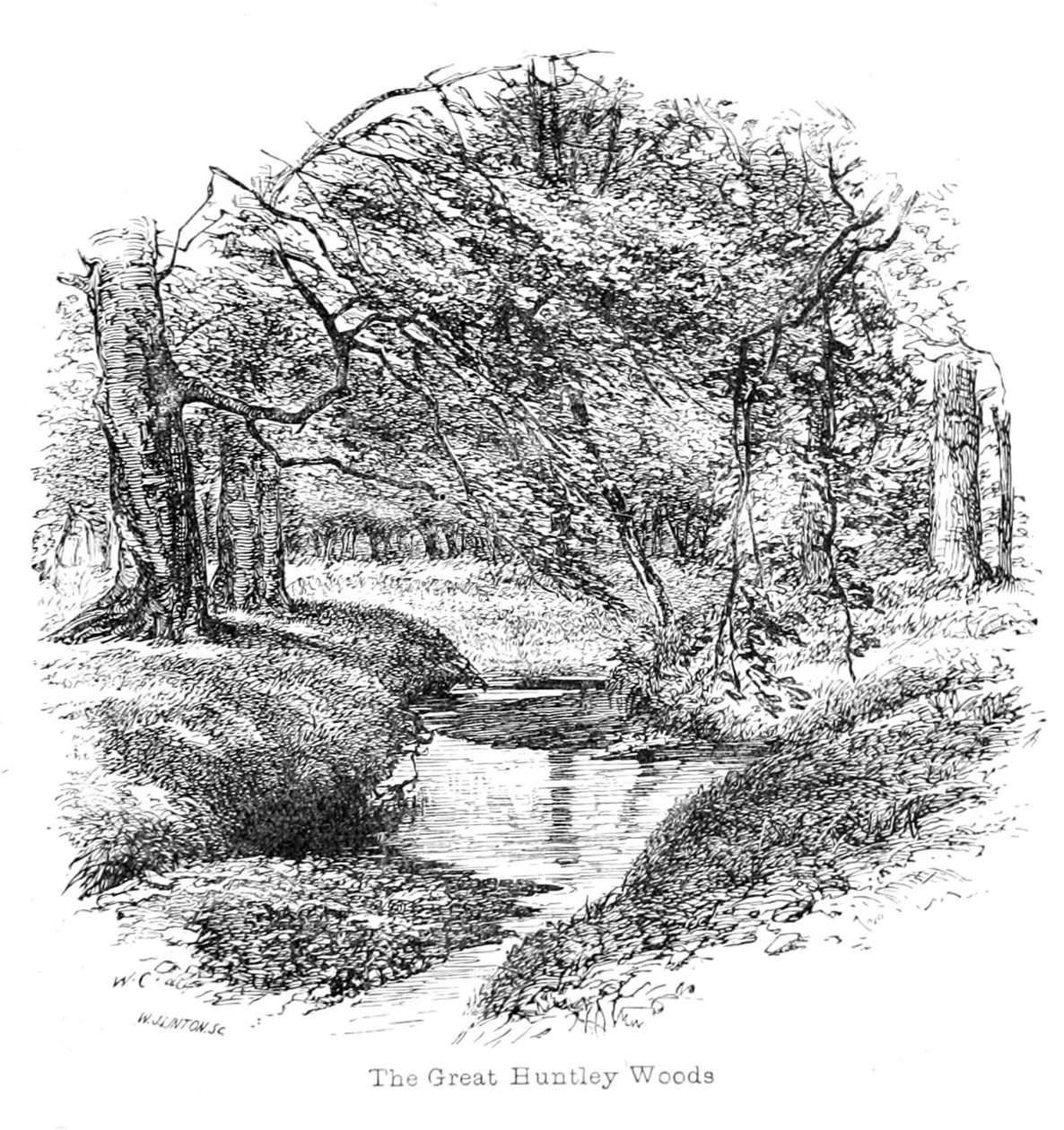 Uitzicht in de Grote Huntley Bossen door Walter Crane