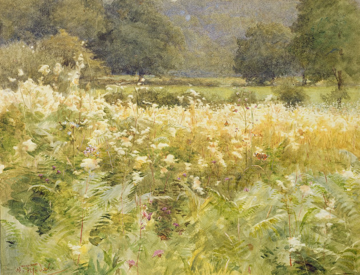 Moerasspirea door Walter Frederick Roofe Tyndale