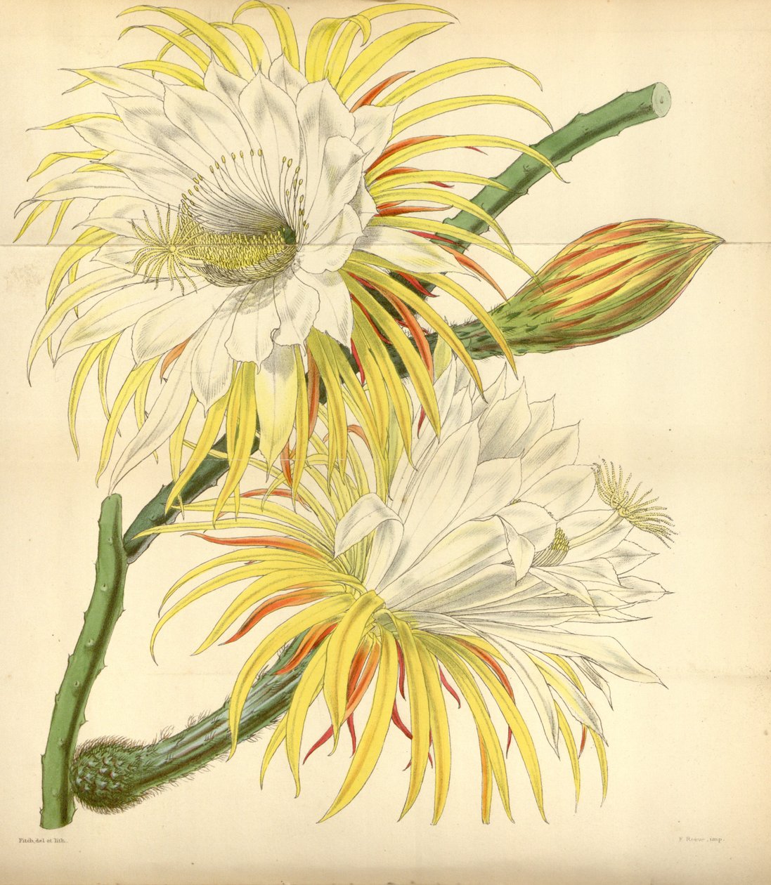Selenicereus macdonaldiae door Walter Hood Fitch