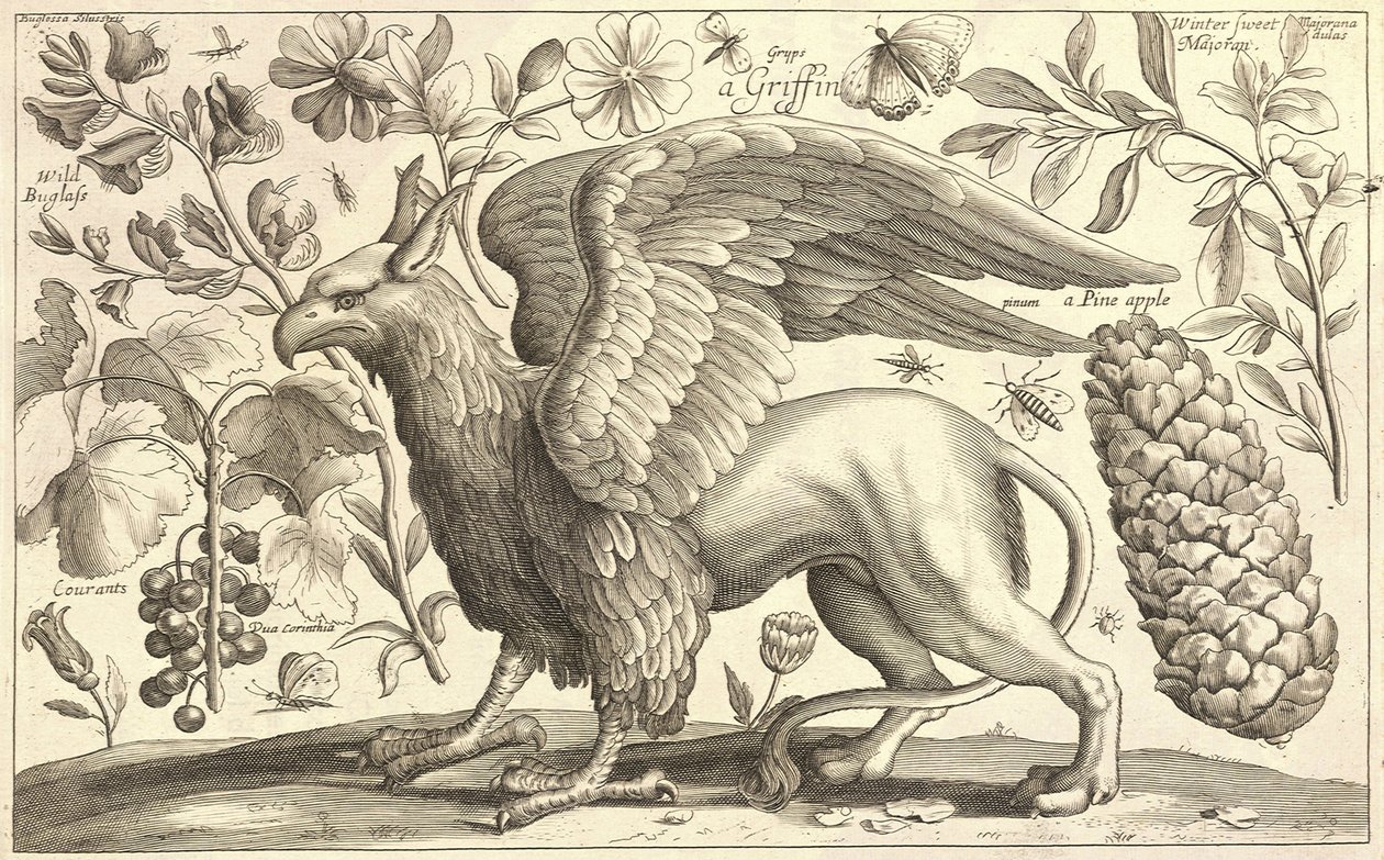 Een griffioen door Wenceslaus Hollar