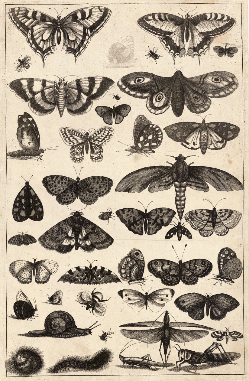 Eenenveertig insecten door Wenceslaus Hollar