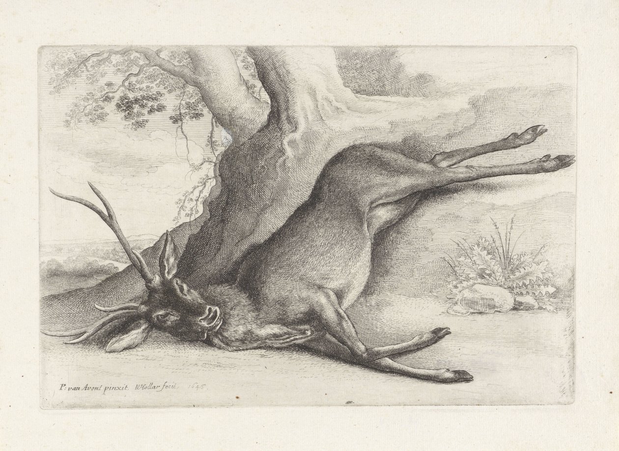 Doodgeschoten hert door Wenceslaus Hollar