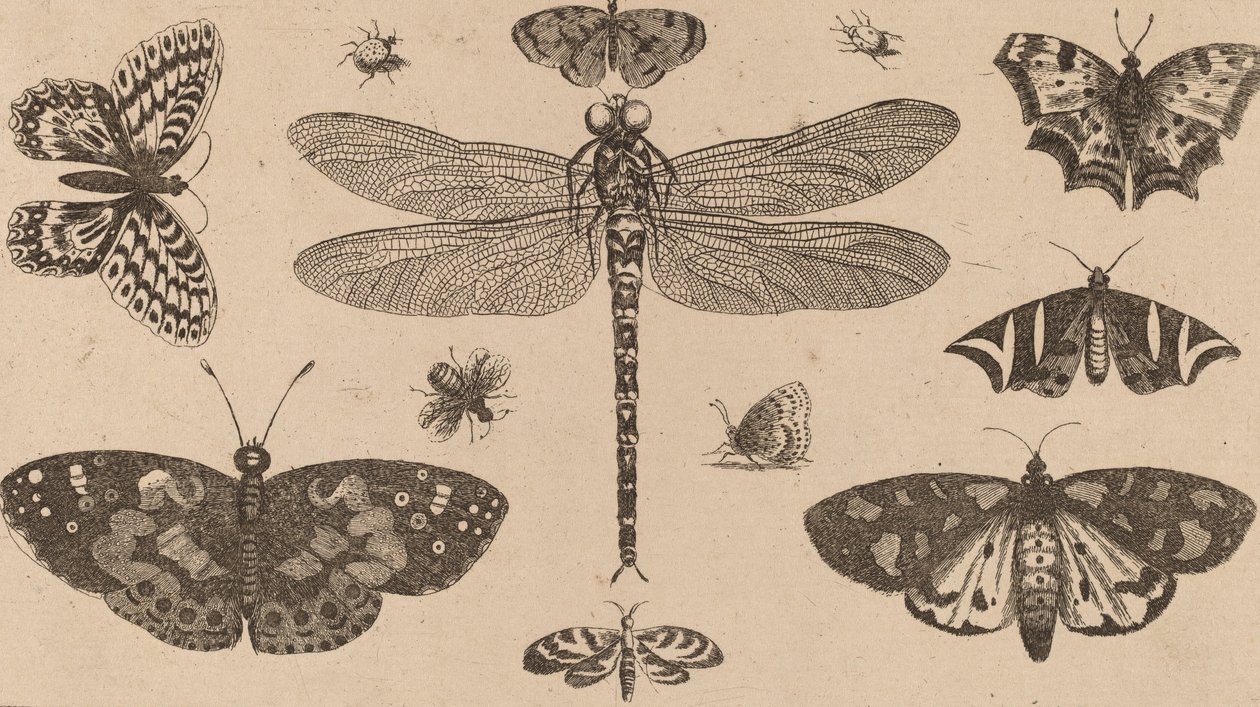 Libelle, Lieveheersbeestjes en Vlinders door Wenceslaus Hollar