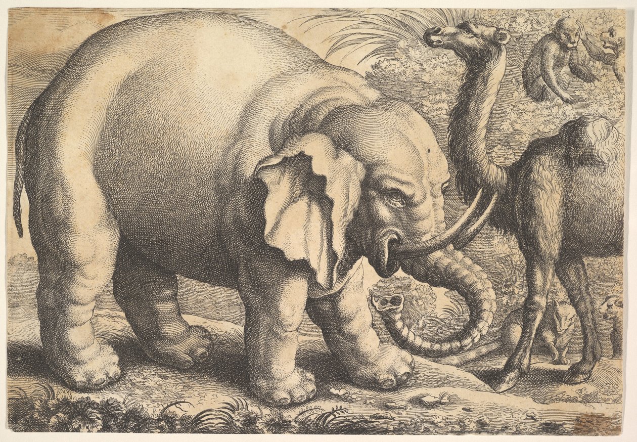 Olifant en kameel, 17e eeuw door Wenceslaus Hollar