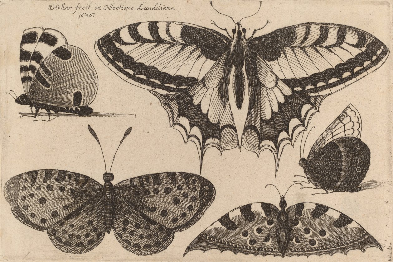 Vijf vlinders door Wenceslaus Hollar
