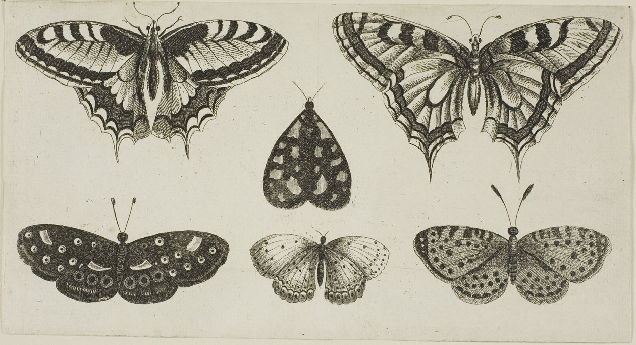 Vijf Vlinders en een Mot door Wenceslaus Hollar