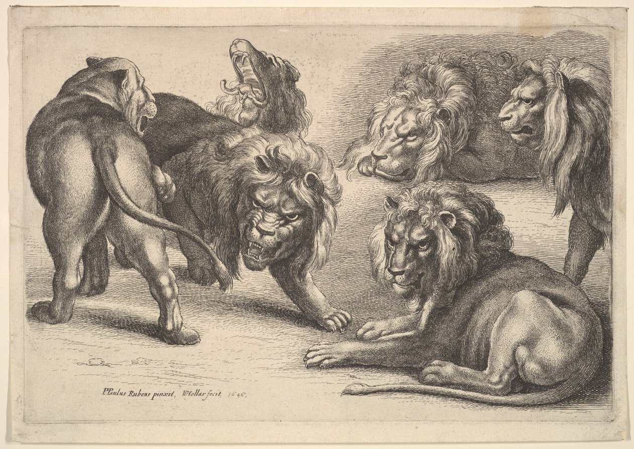 Vijf leeuwen en een leeuwin door Wenceslaus Hollar