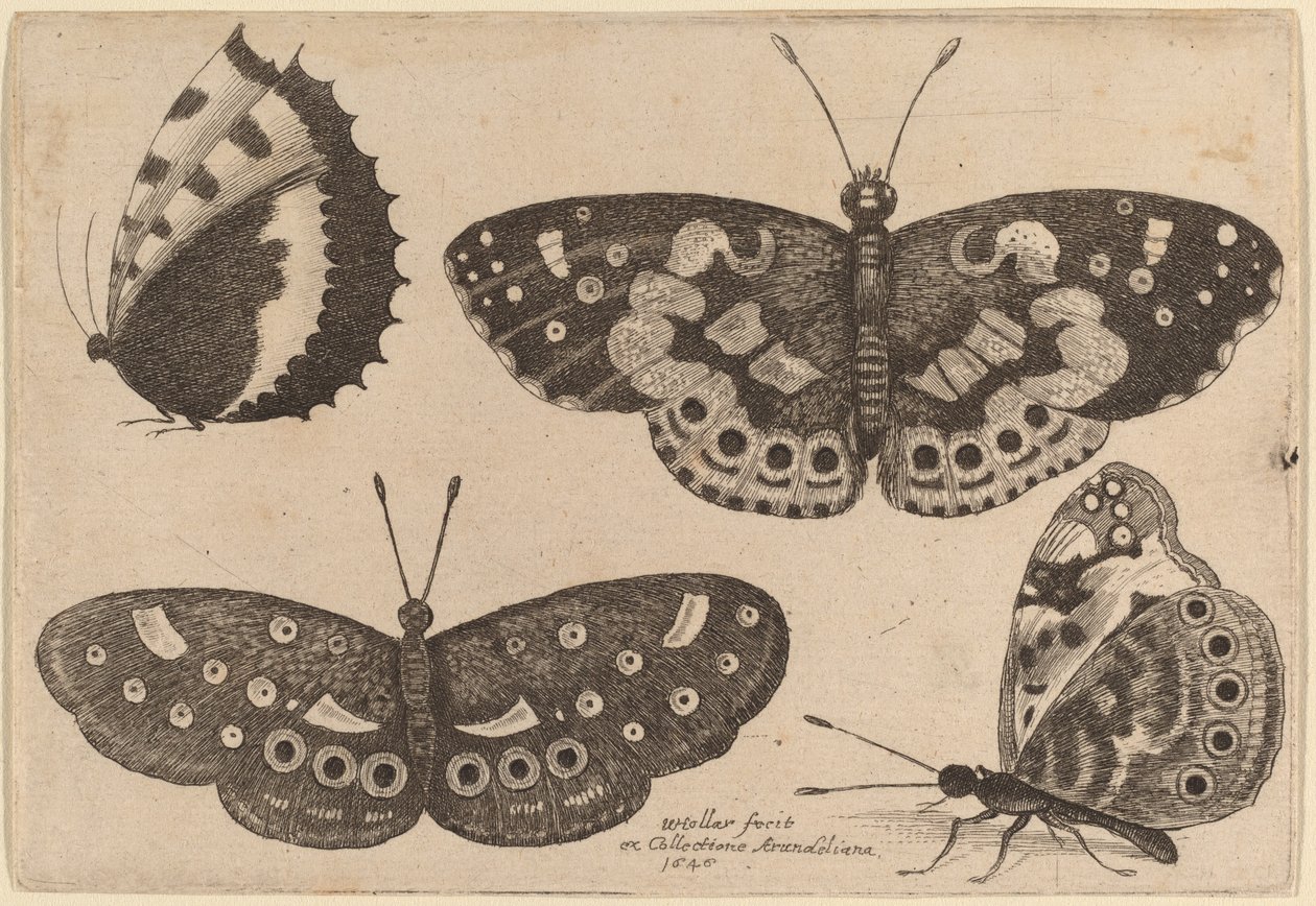 Vier Vlinders door Wenceslaus Hollar