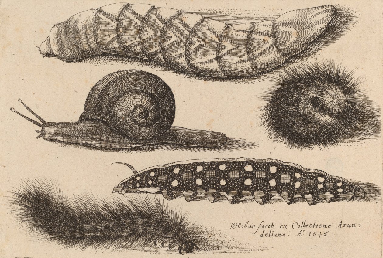 Vier rupsen en een slak, 1646 door Wenceslaus Hollar