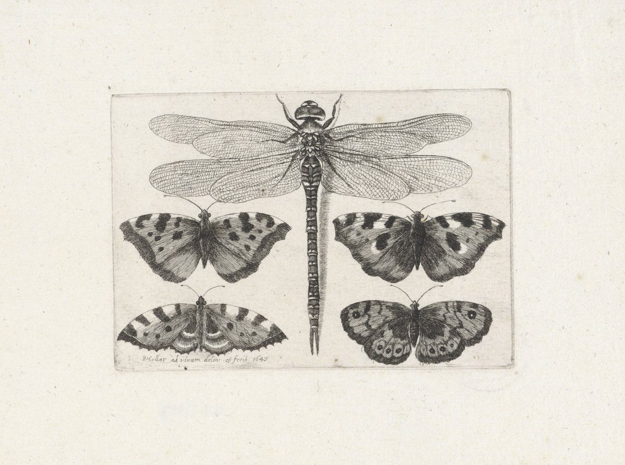 Libelle en vier vlinders door Wenceslaus Hollar