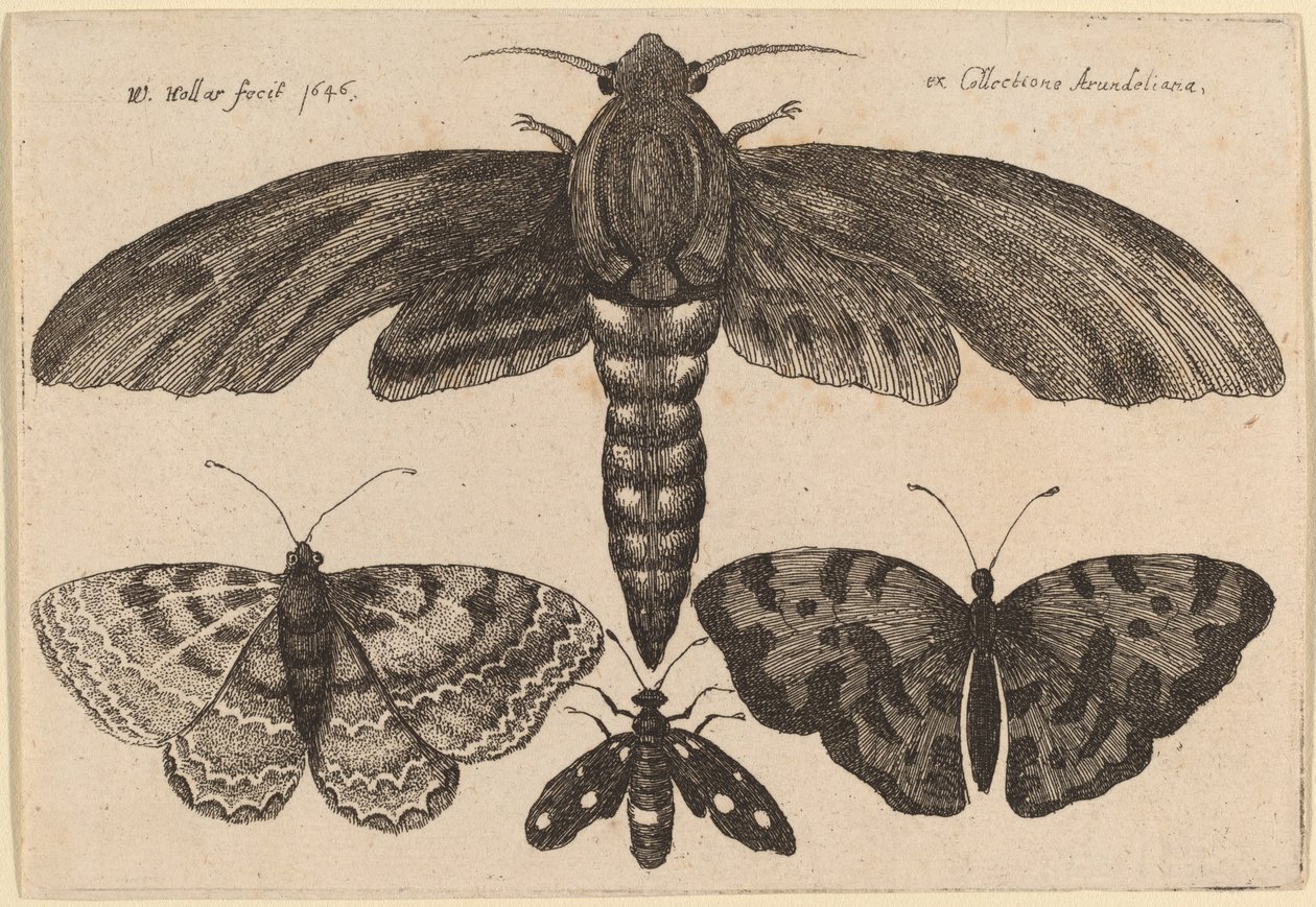 Mot en drie vlinders door Wenceslaus Hollar