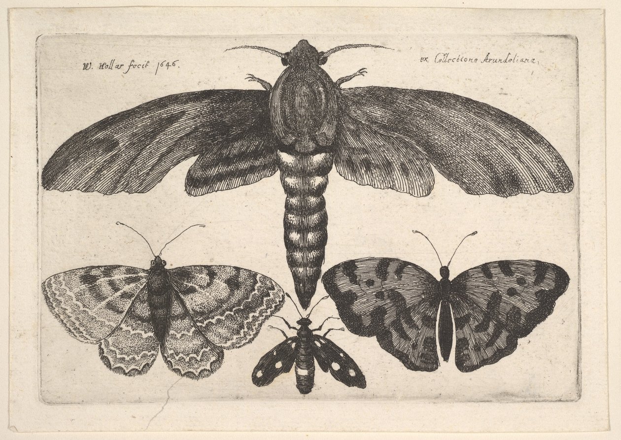 Mot en drie vlinders door Wenceslaus Hollar