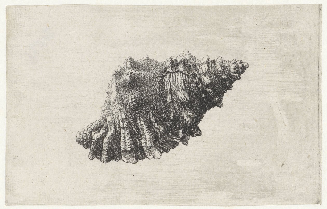 Schelp, bursa rubeta door Wenceslaus Hollar