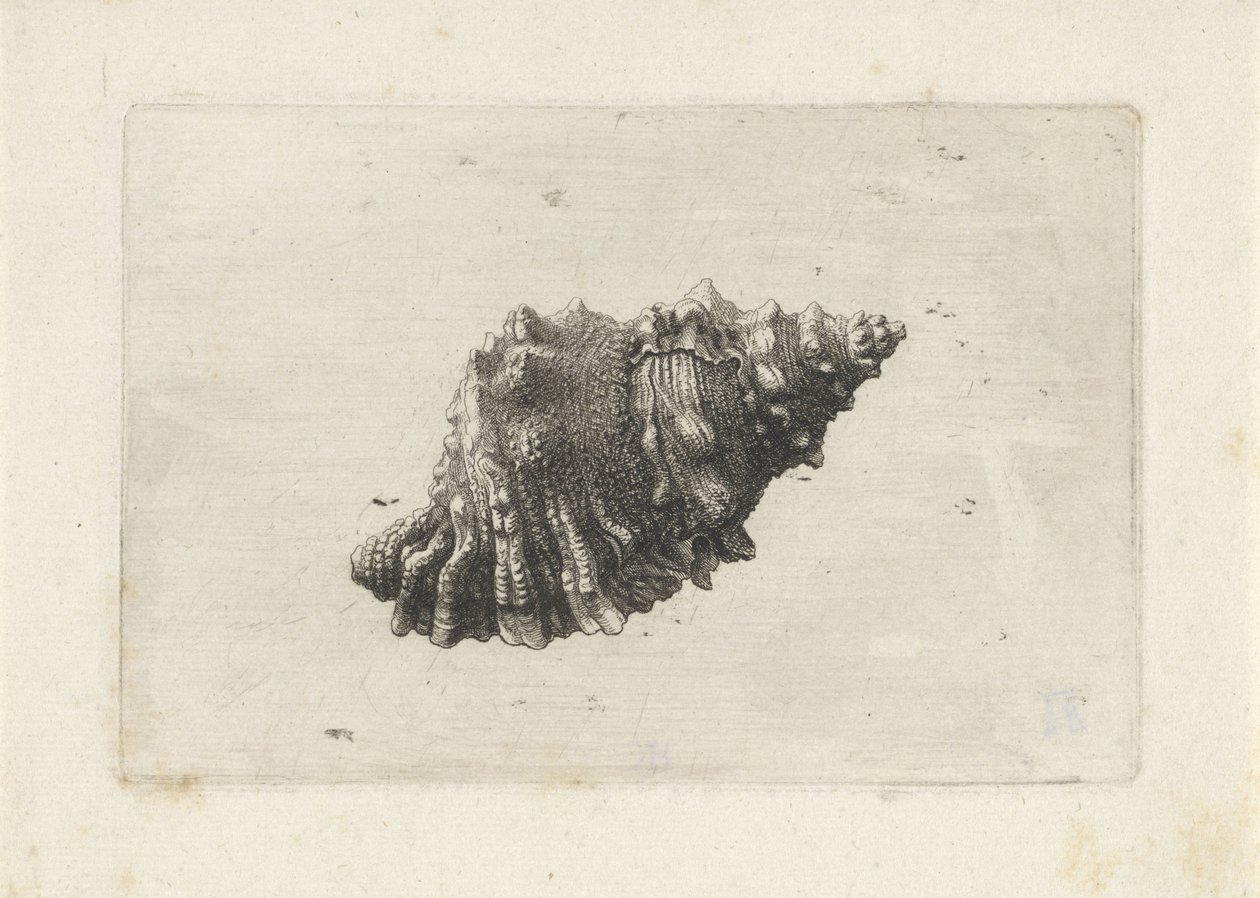 Schelp, bursa rubeta door Wenceslaus Hollar