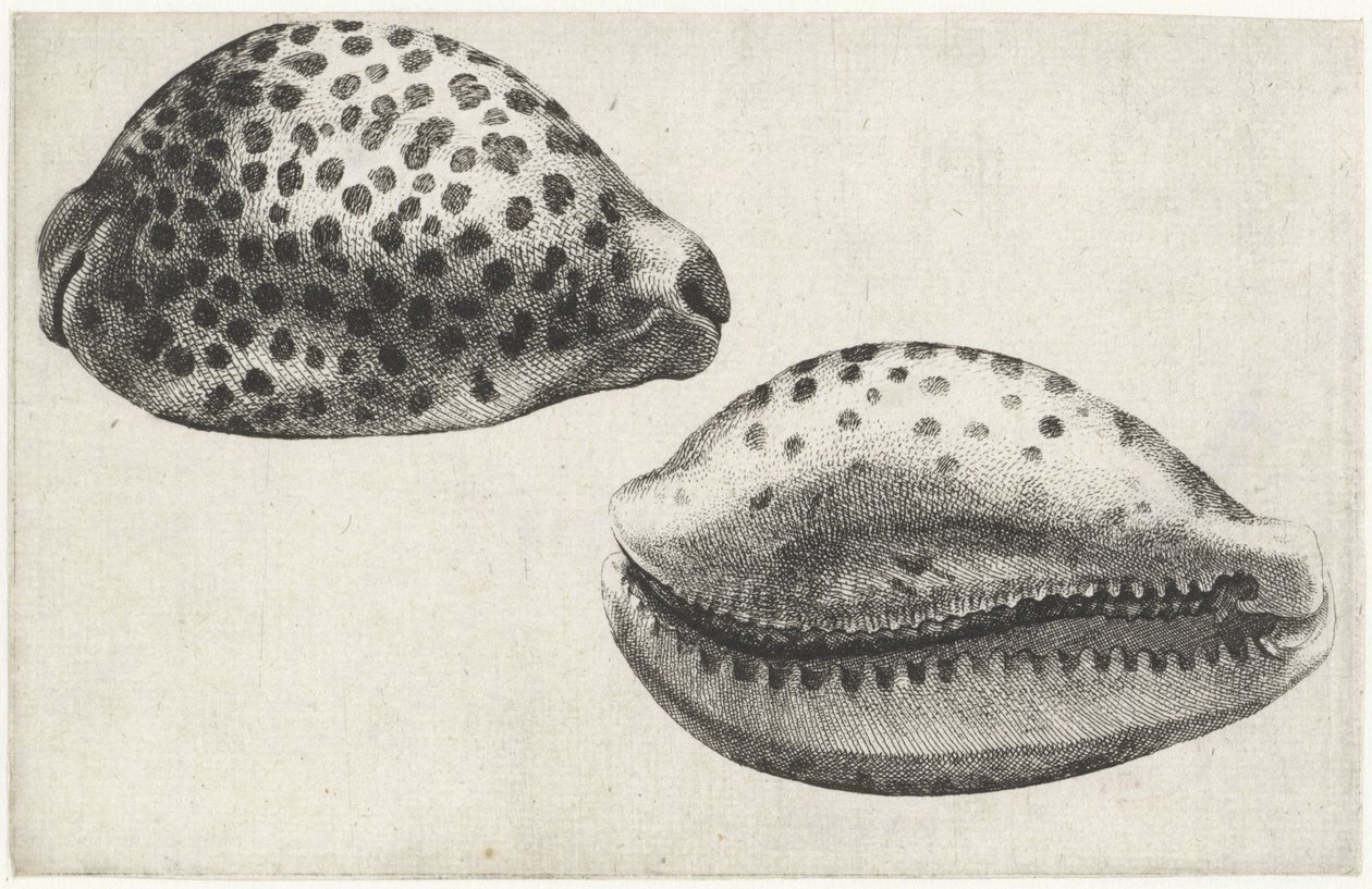 Schelp, cypraea tigris door Wenceslaus Hollar