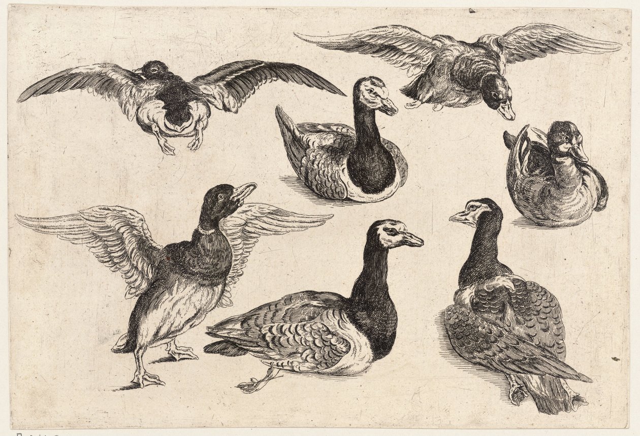 Zeven eenden door Wenceslaus Hollar