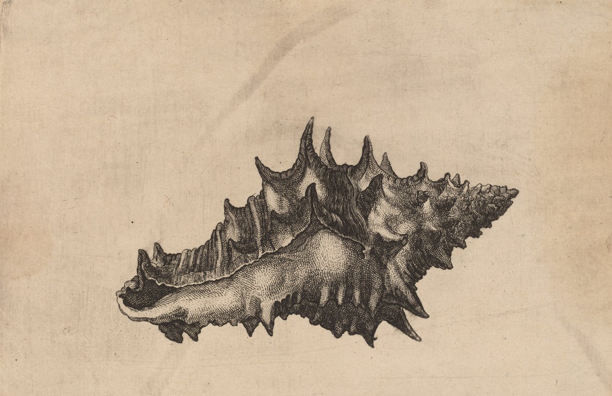 Schelpen Vasum ceramicum, ca. 1645 door Wenceslaus Hollar