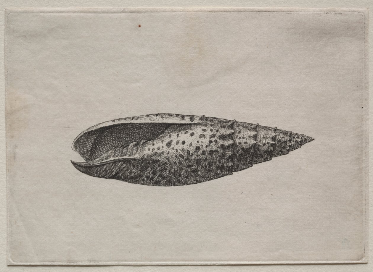 Schelp: Mitra papalis L door Wenceslaus Hollar
