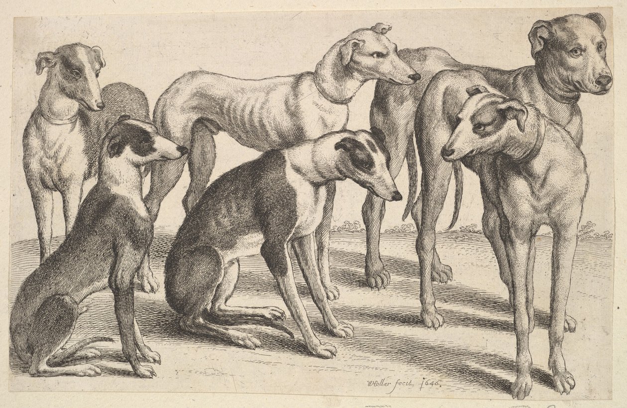 Zes honden door Wenceslaus Hollar