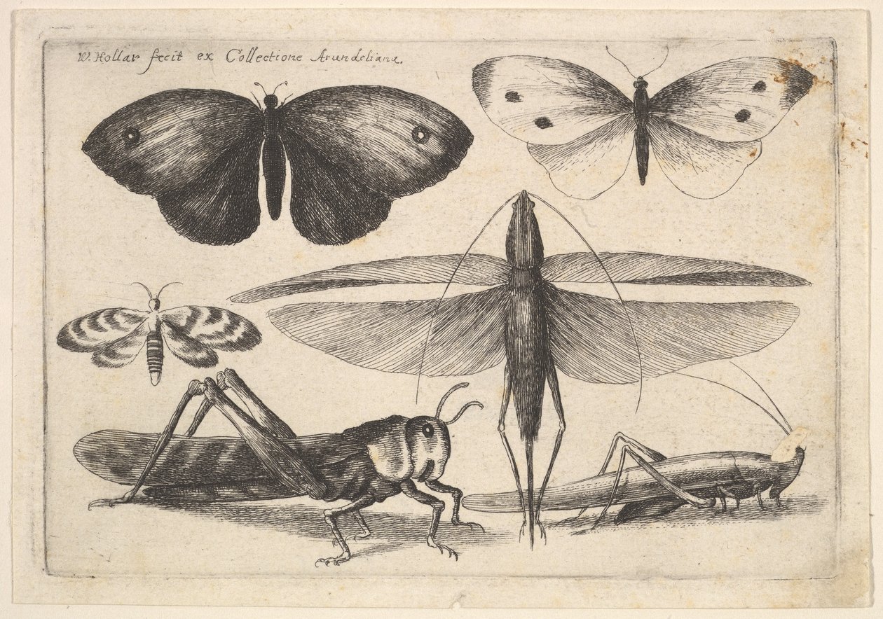 Zes insecten, 1646 door Wenceslaus Hollar