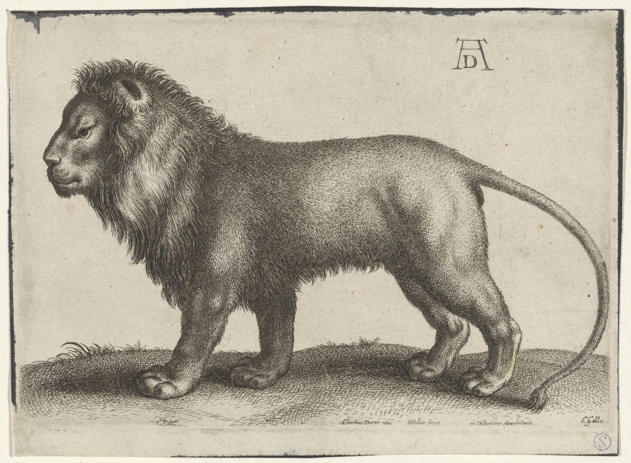 Staande leeuw door Wenceslaus Hollar