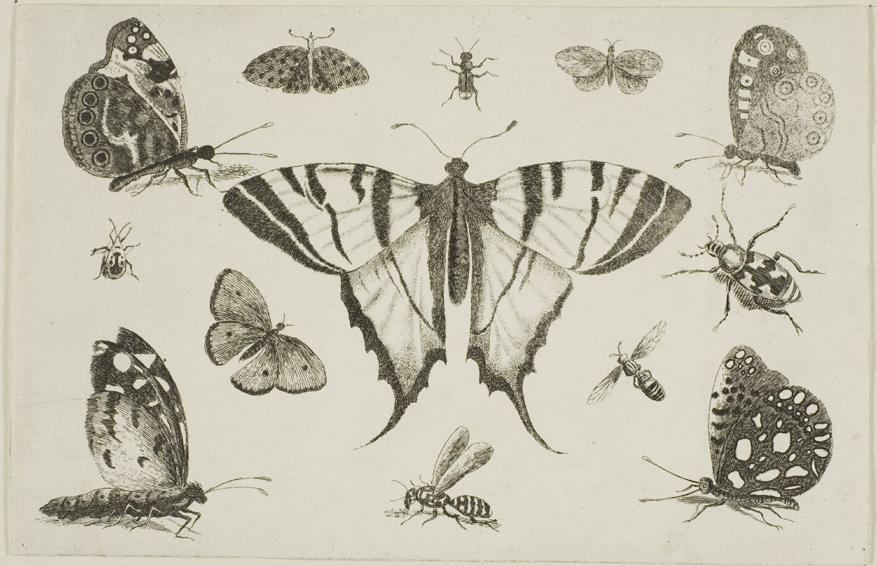 Zwaluwstaartvlinder en Twaalf Andere Insecten door Wenceslaus Hollar