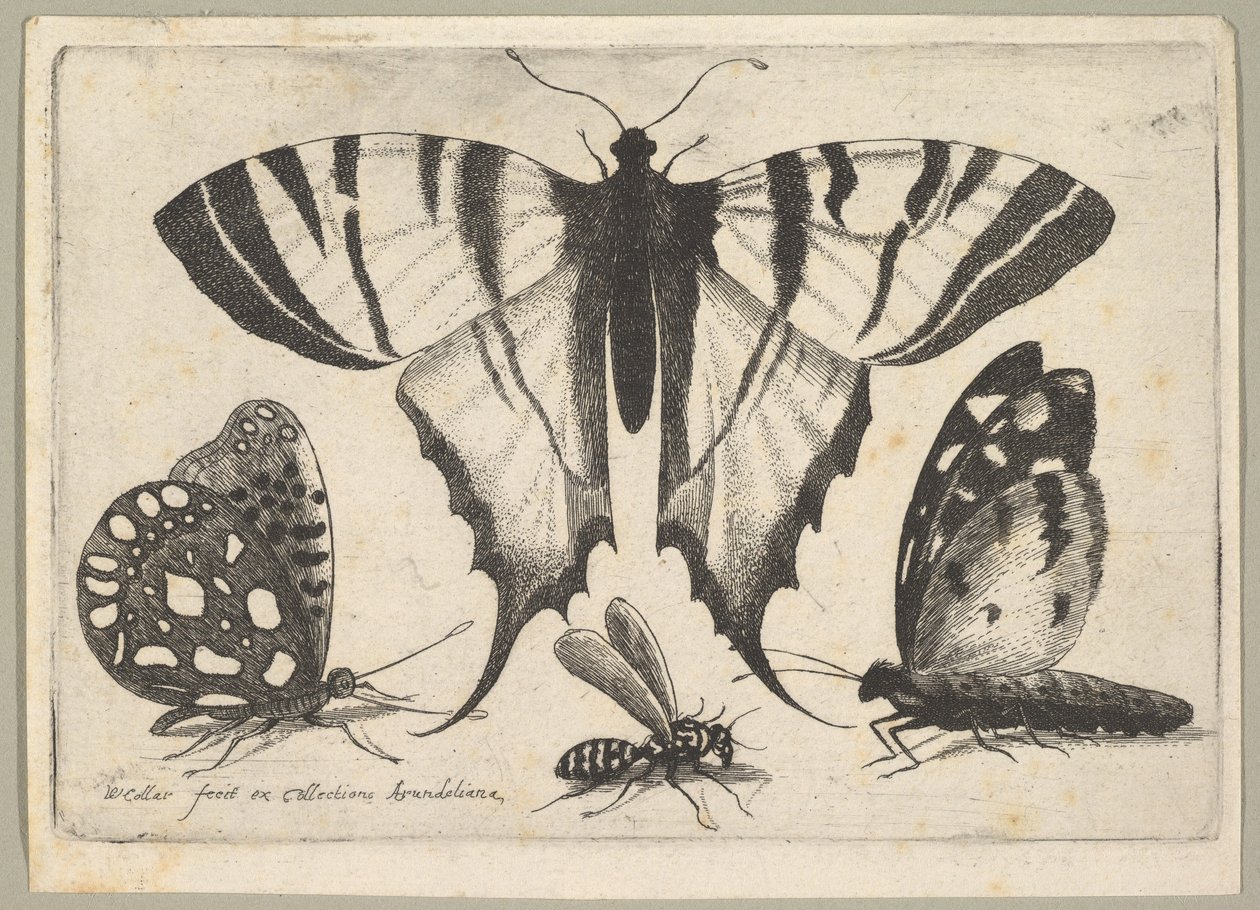 Drie Vlinders en een Wesp, 1646 door Wenceslaus Hollar