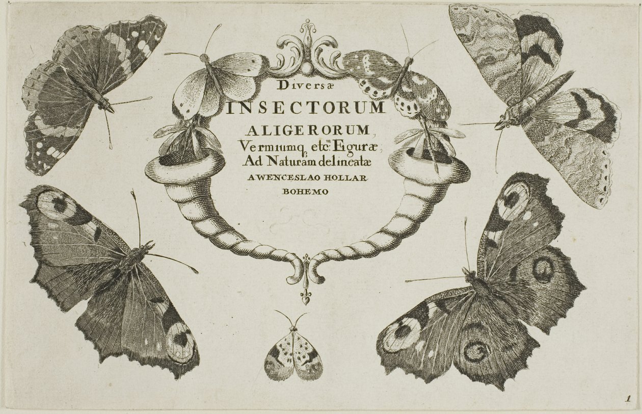 Titelpagina uit Diversae Insectorum door Wenceslaus Hollar