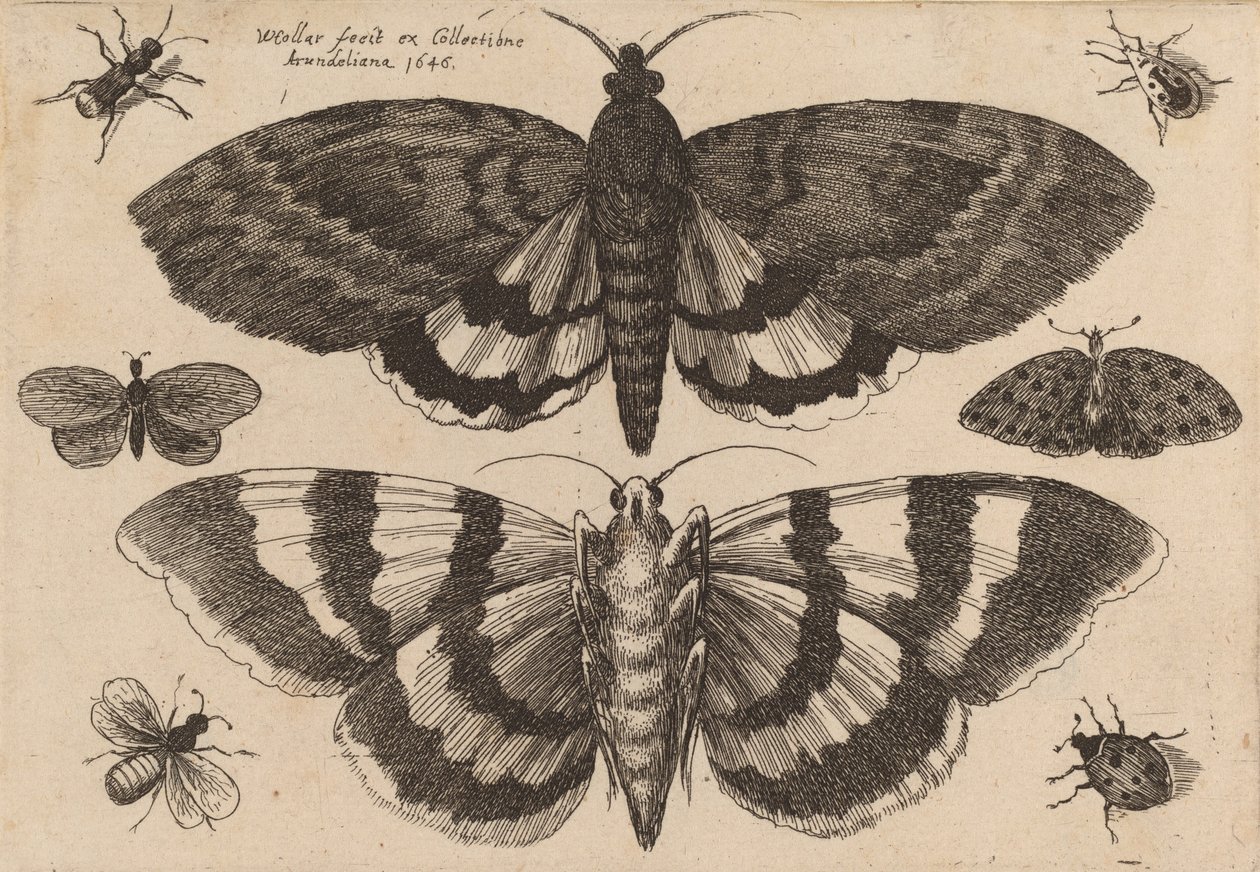 Twee Motten en Zes Insecten, 1646 door Wenceslaus Hollar