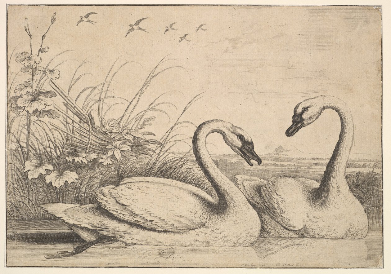 Twee Zwanen door Wenceslaus Hollar