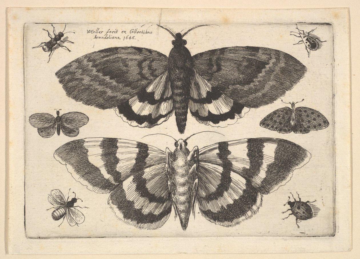 Twee Motten en Zes Insecten door Wenceslaus Hollar