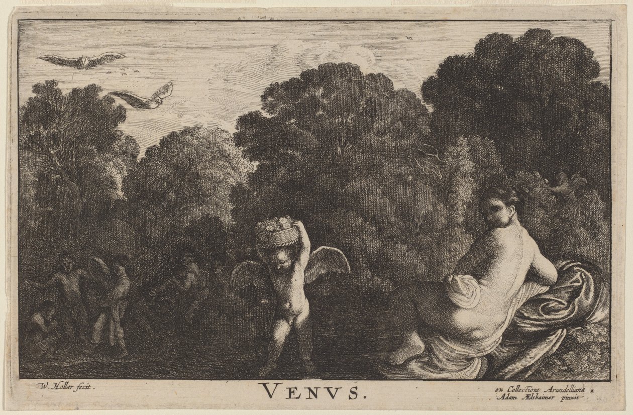 Venus door Wenceslaus Hollar