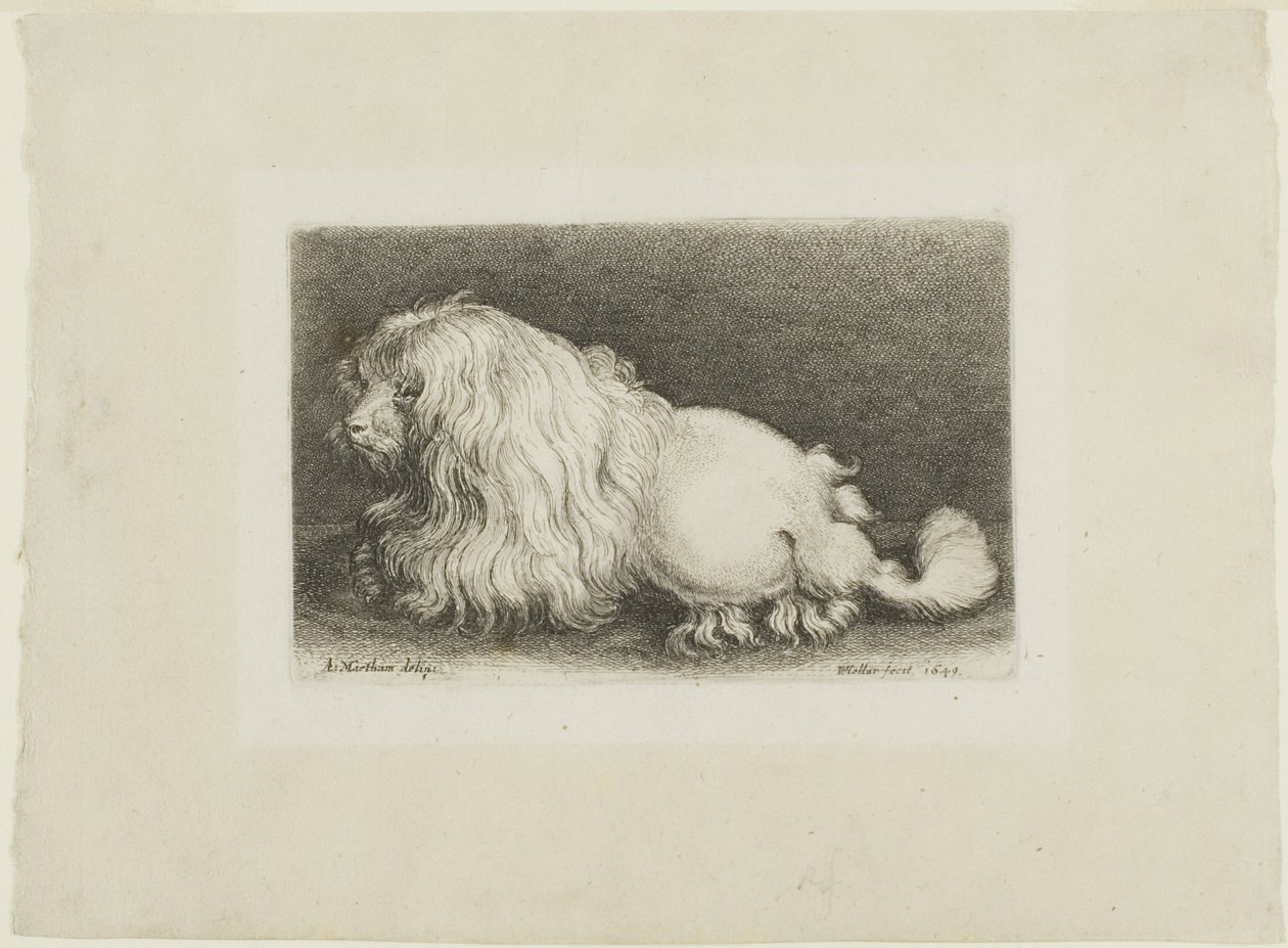 Witte hond door Wenceslaus Hollar