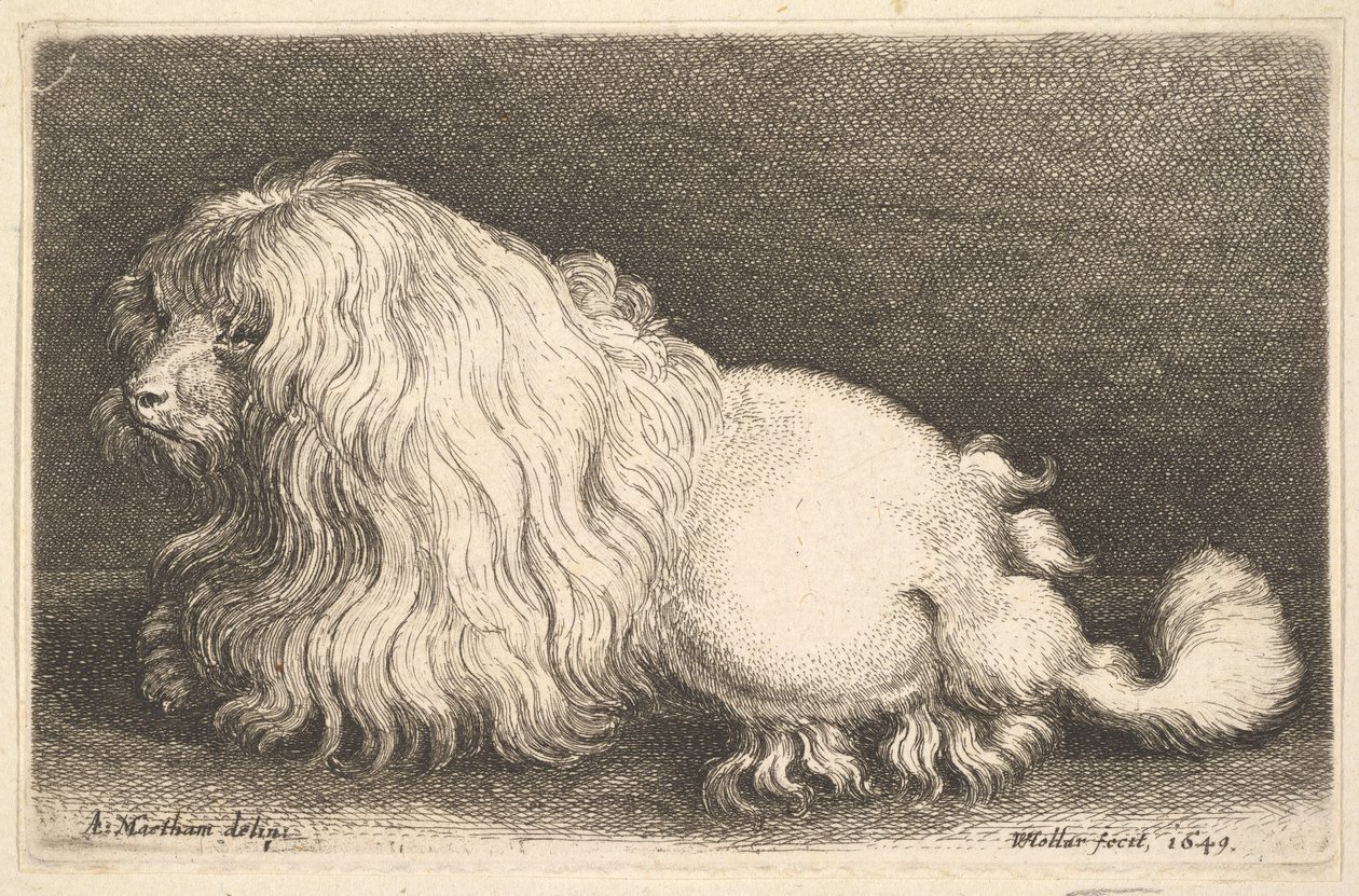 Witte hond door Wenceslaus Hollar