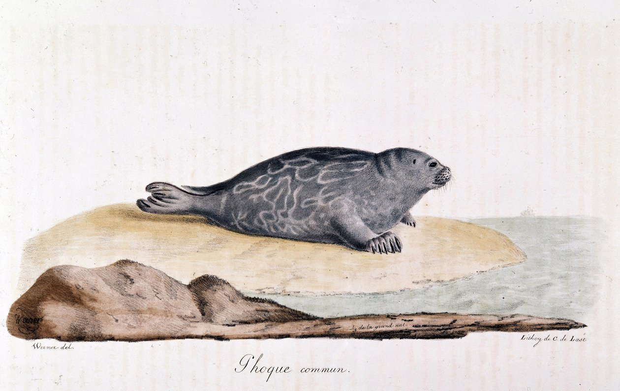 Zeehond door Werner Werner