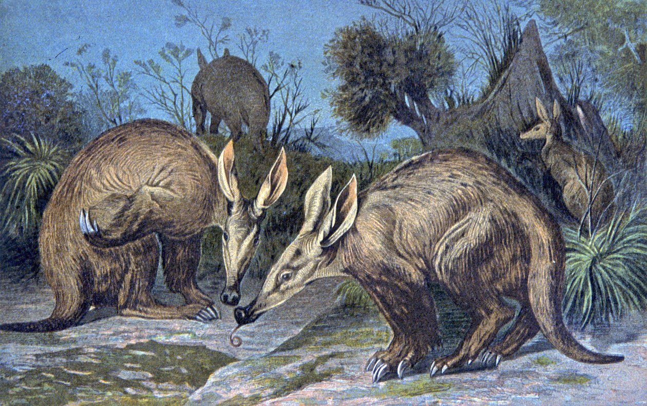 Kaapse aardvarken, aardvarken door Wilhelm Kuhnert
