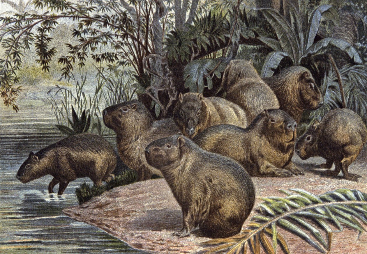 Capibara
