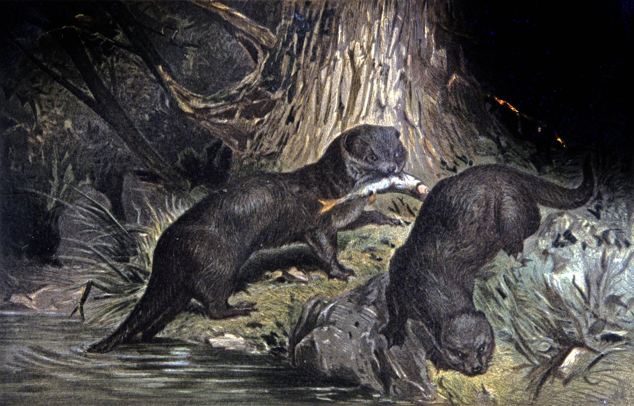 Otters door Wilhelm Kuhnert